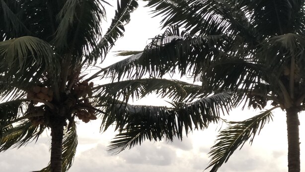 A poolside area with palm trees, a view of the sea, and a wooden deck. - Jet Over Hotel (Salelologa)
