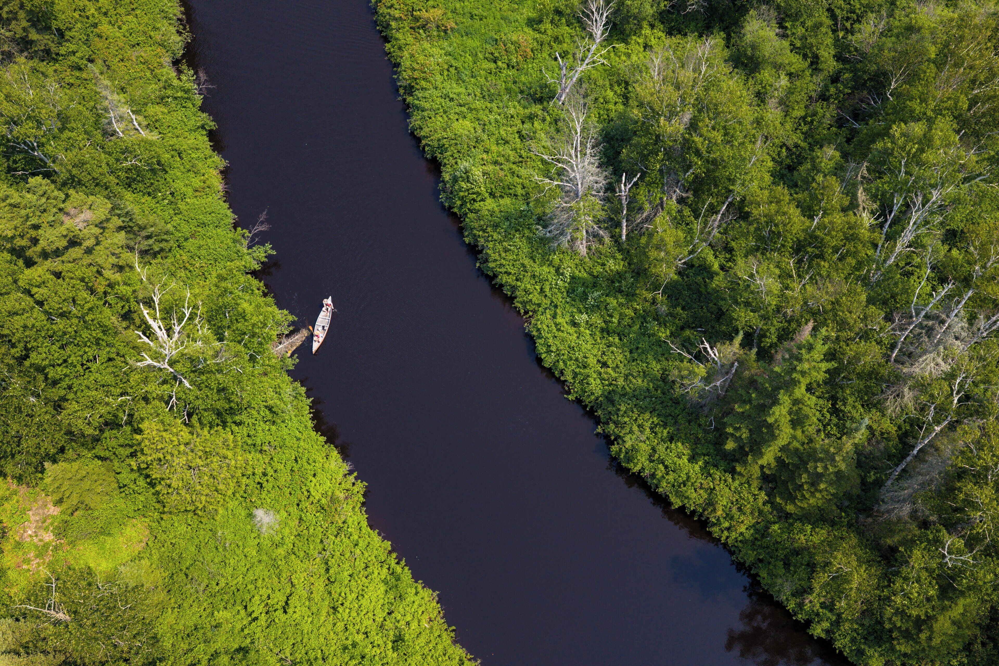 An aerial view of a river winding through a dense forest.