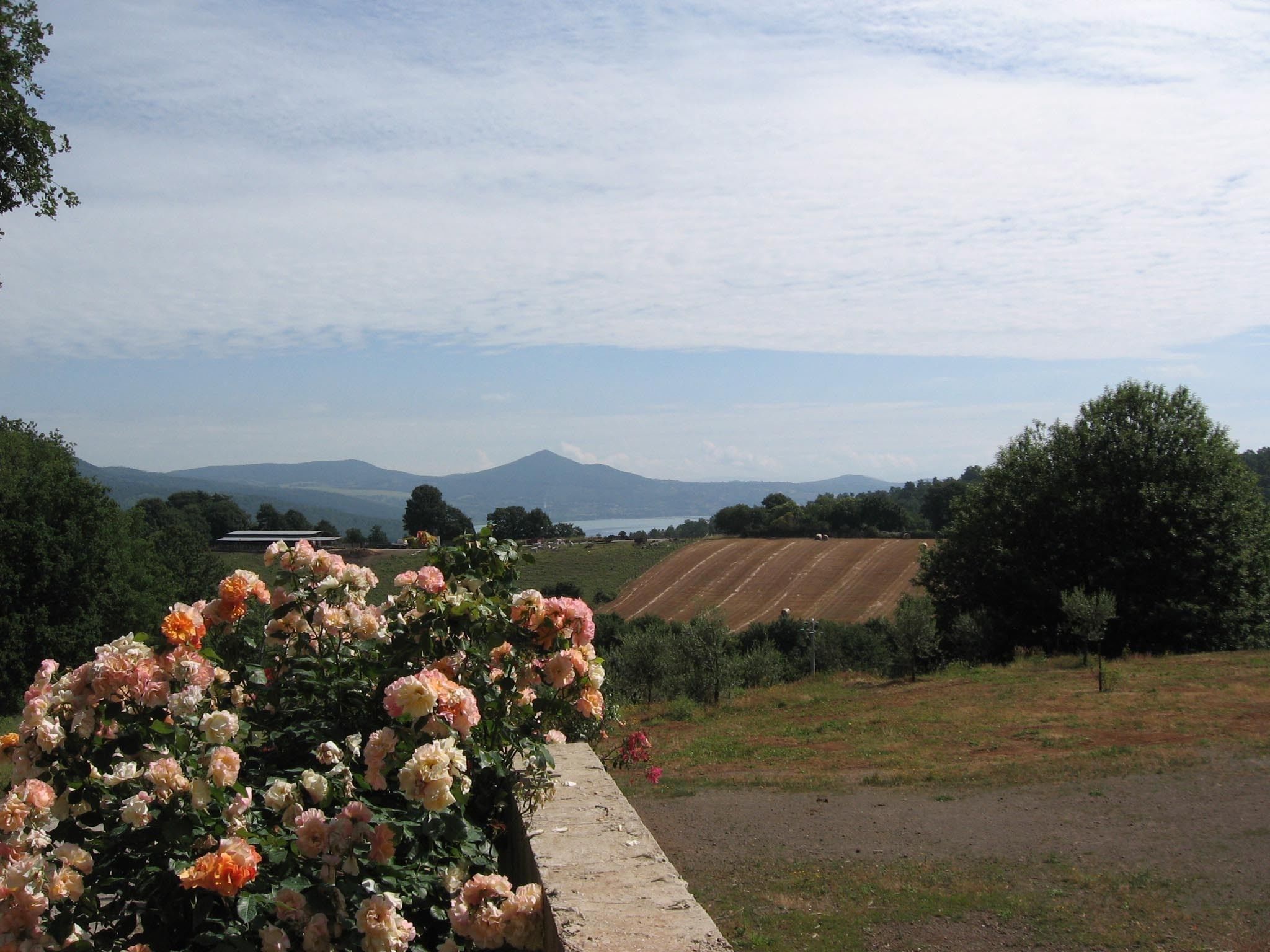 A rural landscape with fields, a mountain in the background, and a cluster of flowers in the foreground.
