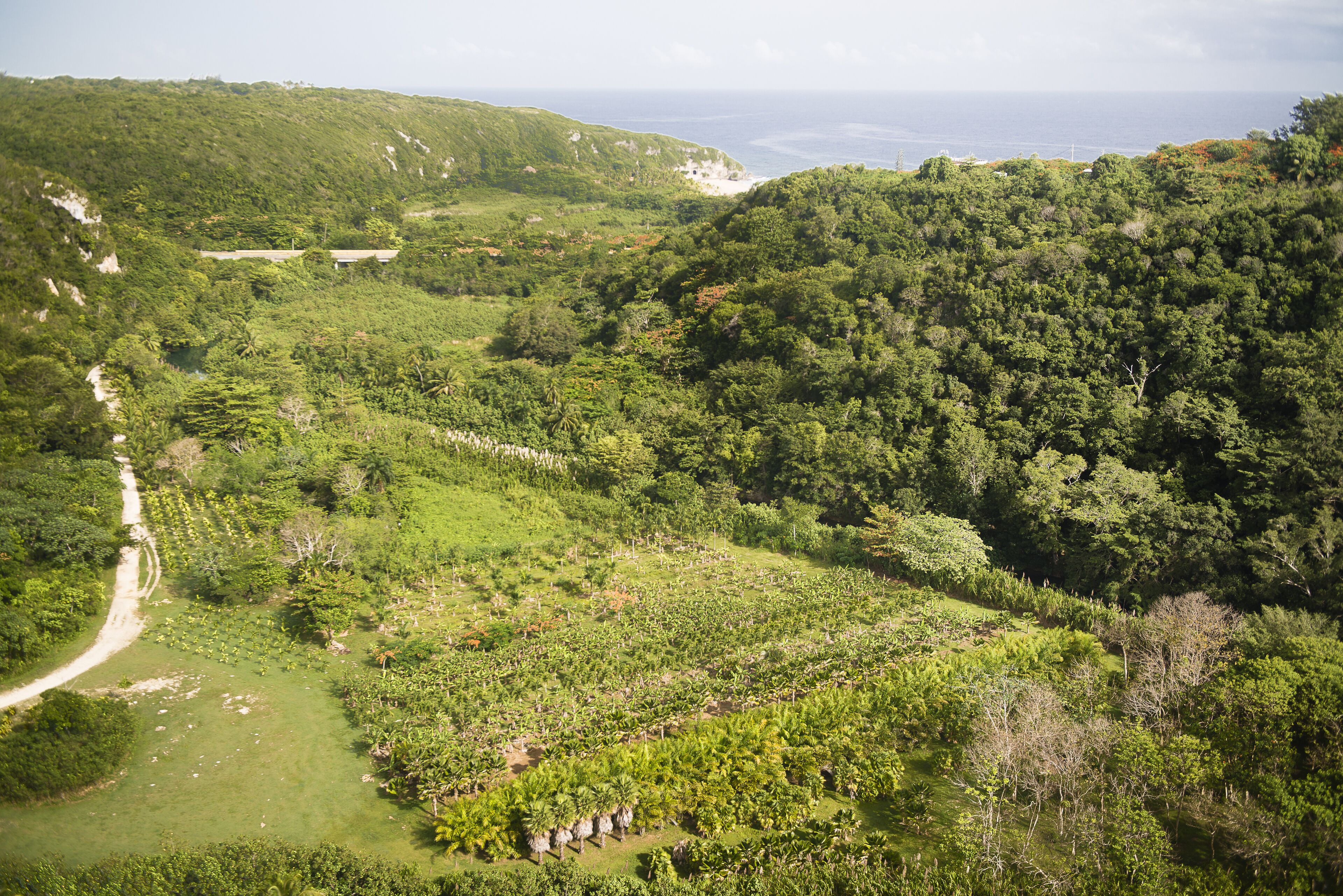 A lush, green landscape with a winding path and dense vegetation.