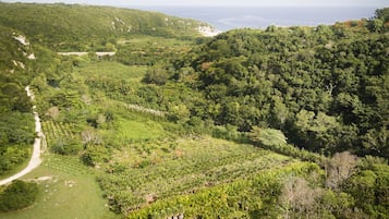 A lush, green landscape with a winding path and dense vegetation.