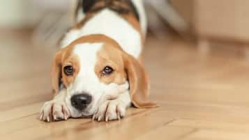 Executive with Pet | Free WiFi, bed sheets