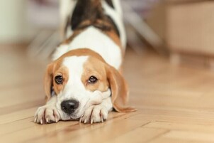 Executive with Pet | Wi-Fi de cortesia, roupa de cama