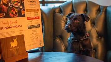 Un perro negro sentado en un sofá de cuero con un menú delante.