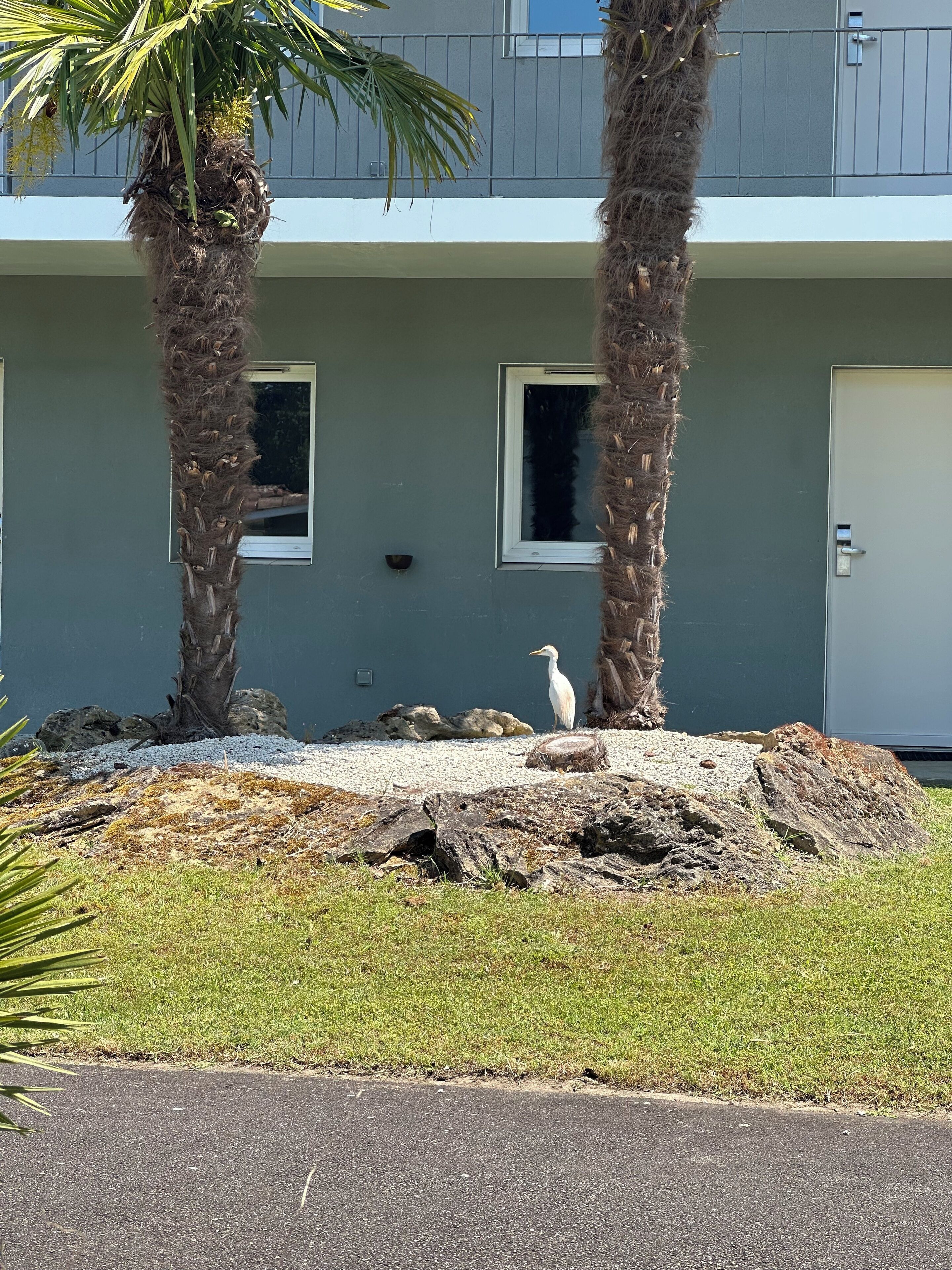A building with two windows and a door, surrounded by a grassy area with rocks and a palm tree.