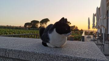 A black and white cat sitting on a stone ledge overlooking a vineyard and outdoor seating area.