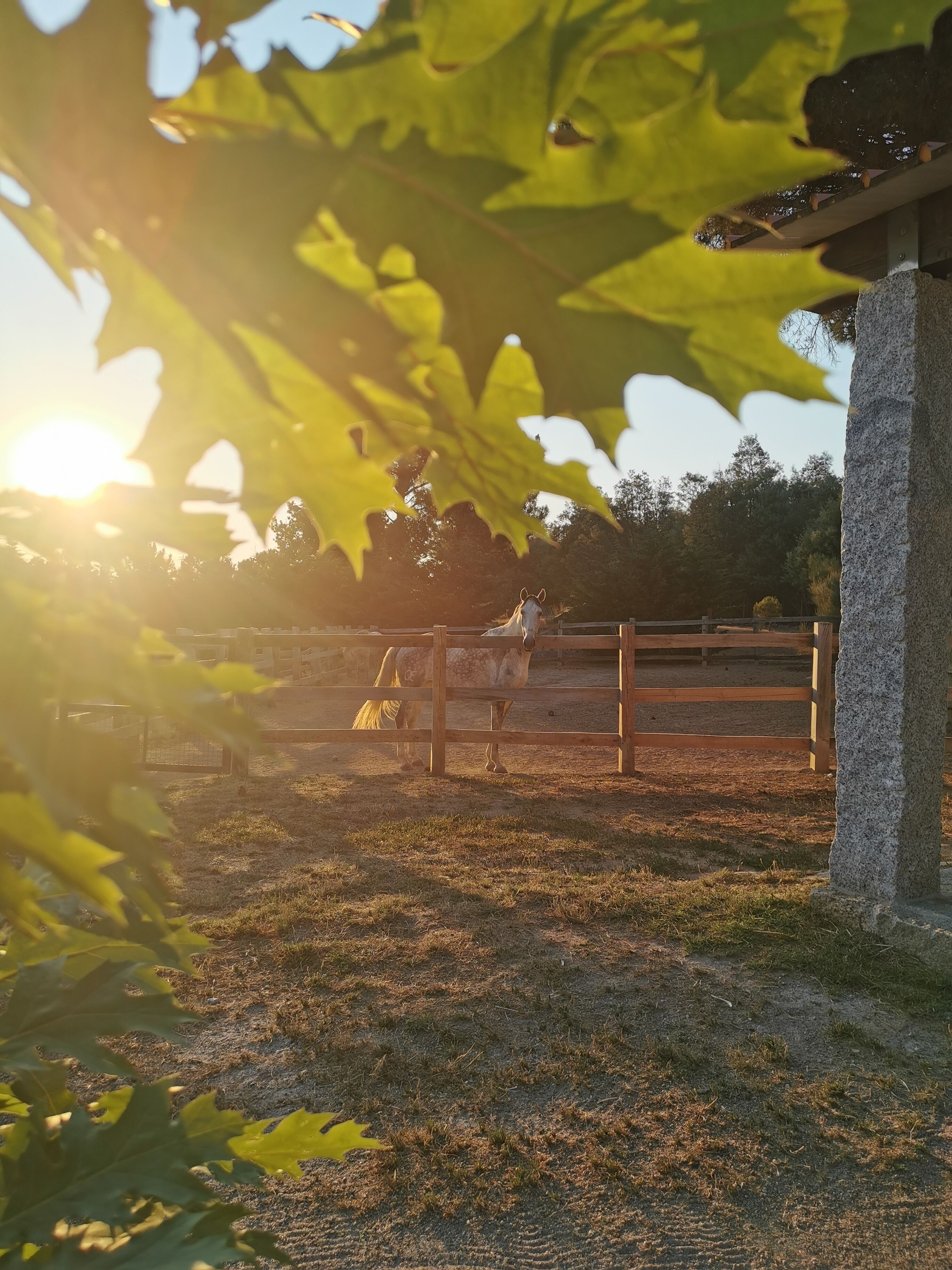 A stable with a wooden fence and a stone pillar, surrounded by trees and grass.