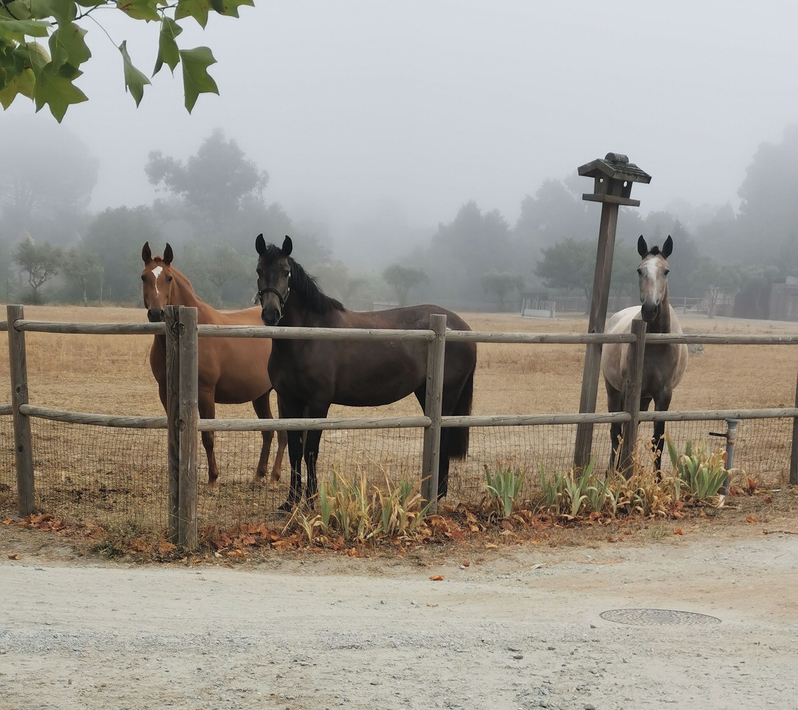 A stable with three horses.