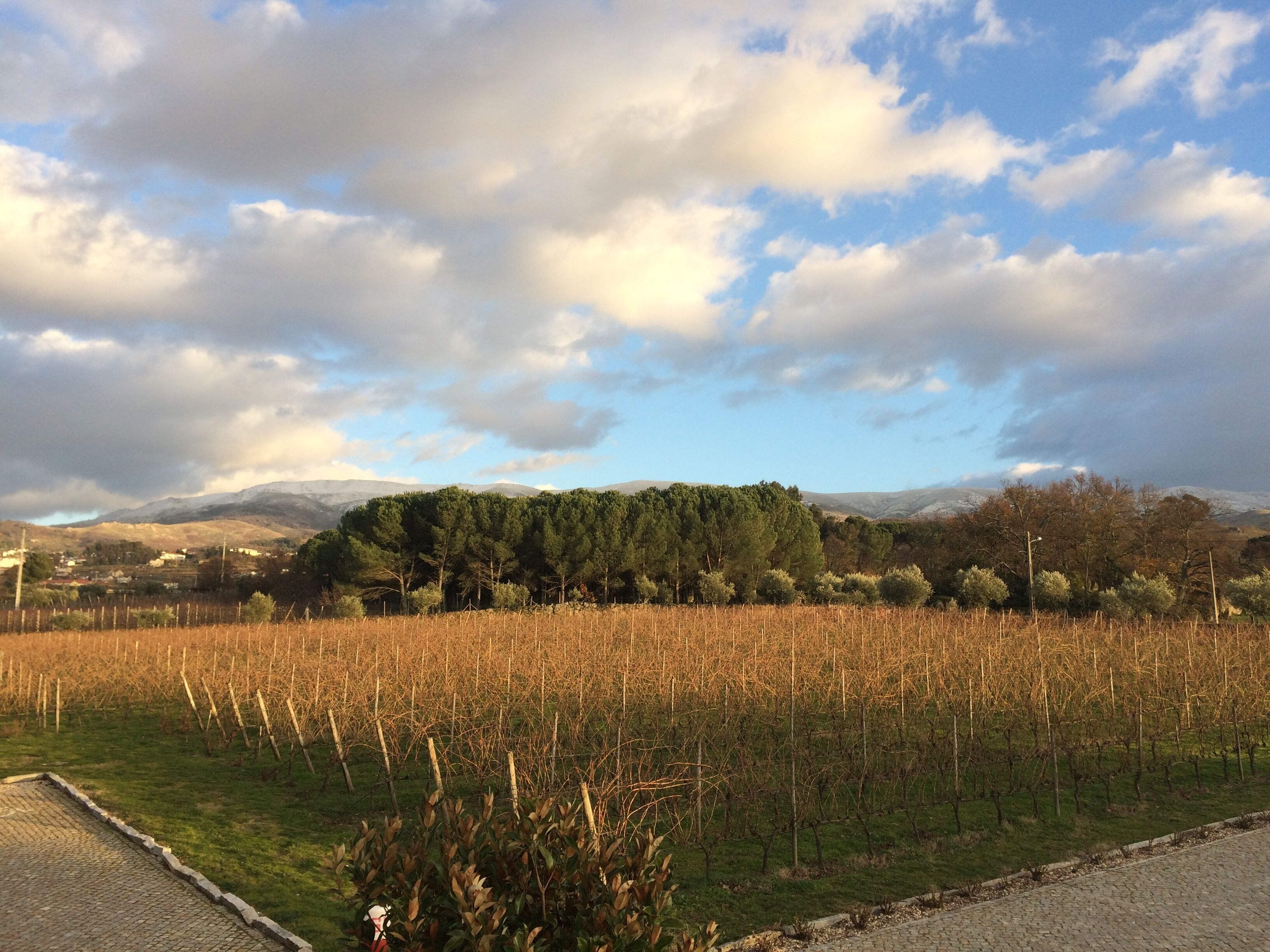 Viñedo con hileras de vides, un sendero empedrado y una cadena montañosa distante bajo un cielo parcialmente nublado.