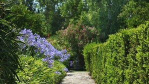 Ein gepflasterter Weg, gesäumt von üppigem Grün und violetten Blüten.