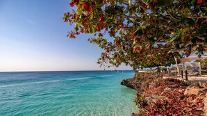 Une vue sur la côte, avec une eau turquoise et limpide, un rivage rocheux et un arbre aux feuilles rouges.