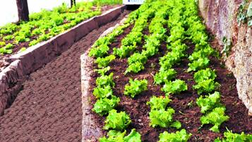 Um jardim com fileiras de plantas de alface.