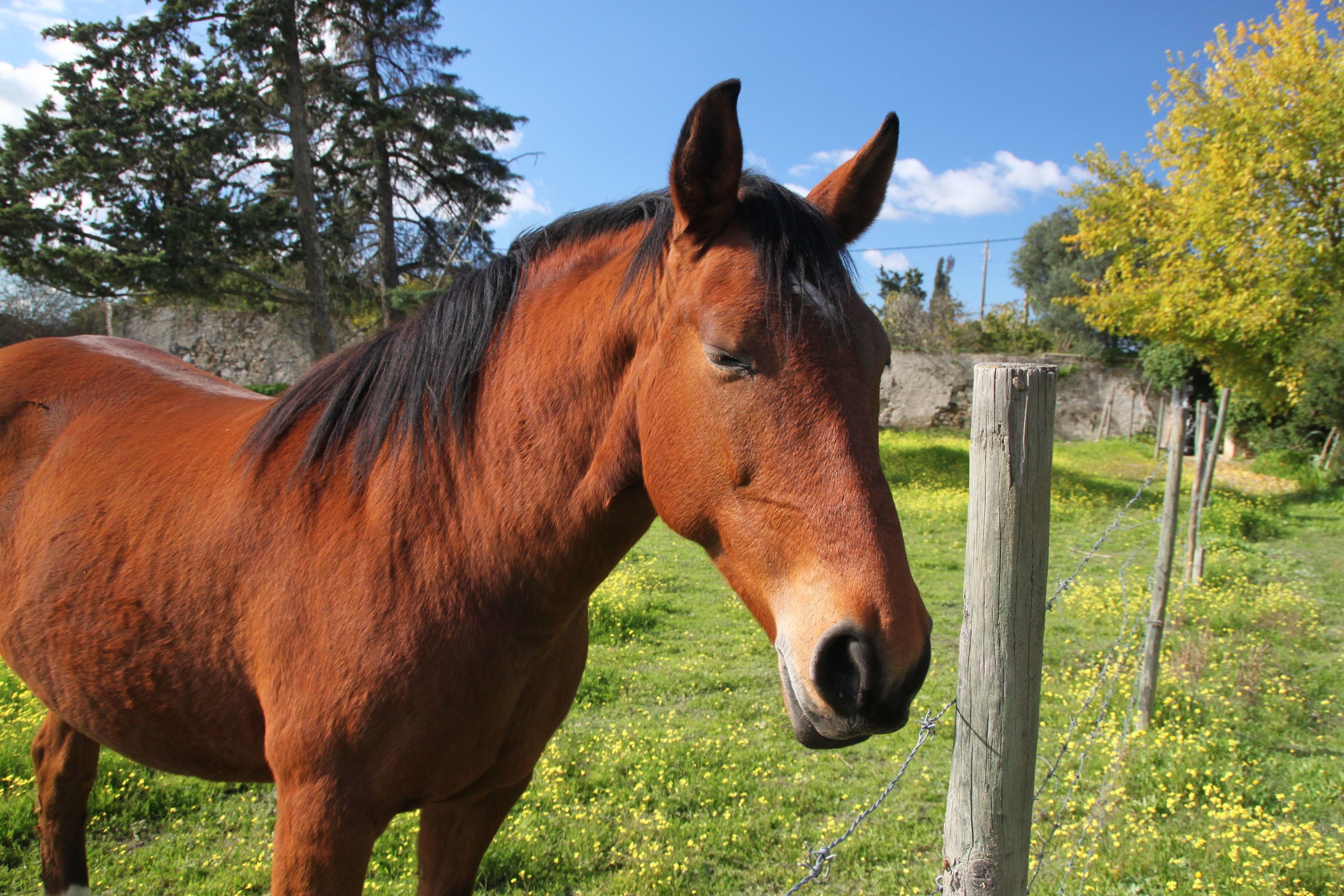 Foto - Monte Da Serralheira Agro Turismo