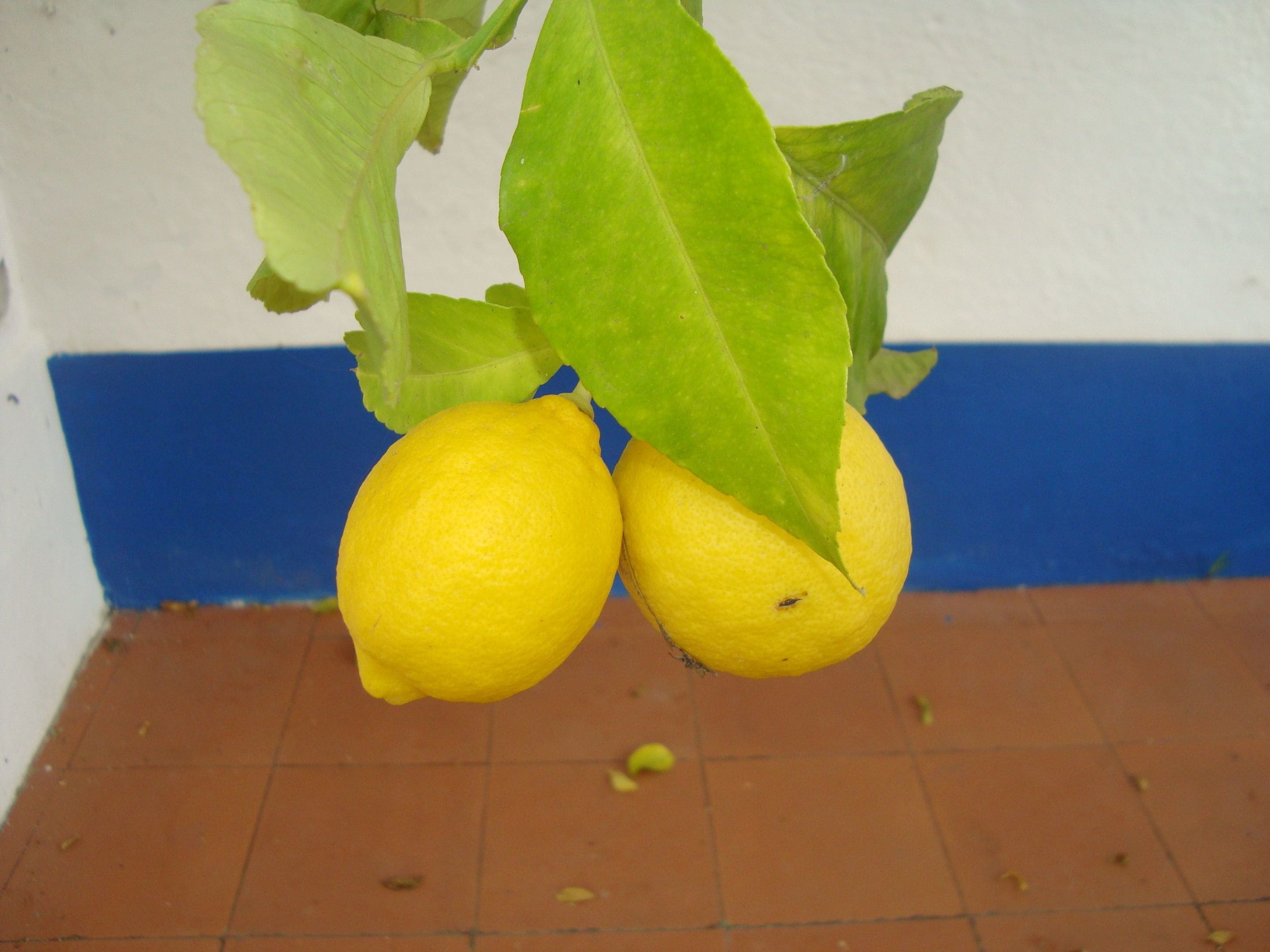 Photo - Monte Da Serralheira Agro Turismo