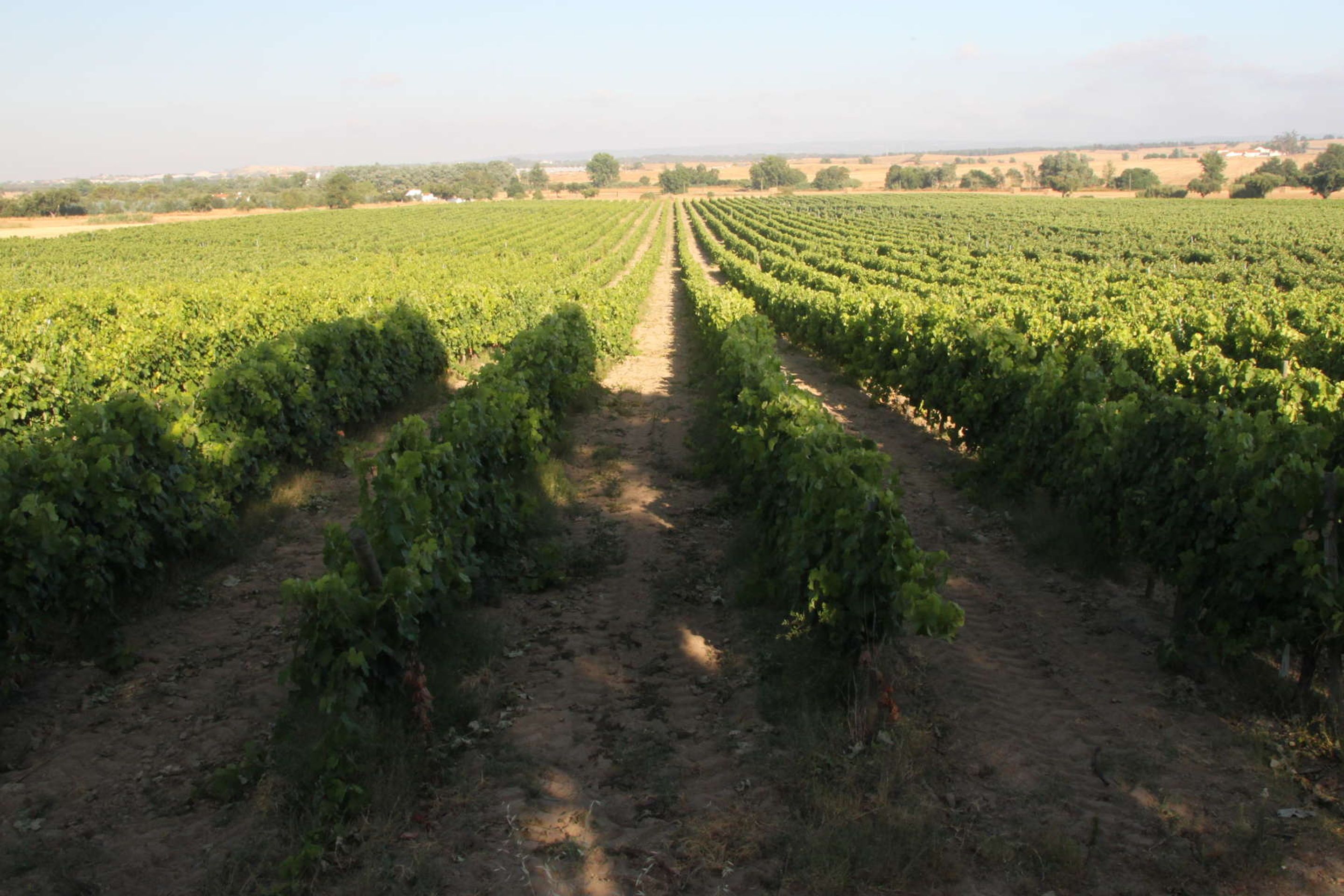 Photo - Monte Da Serralheira Agro Turismo