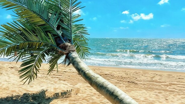 Una spiaggia con una palma e onde dell'oceano.
