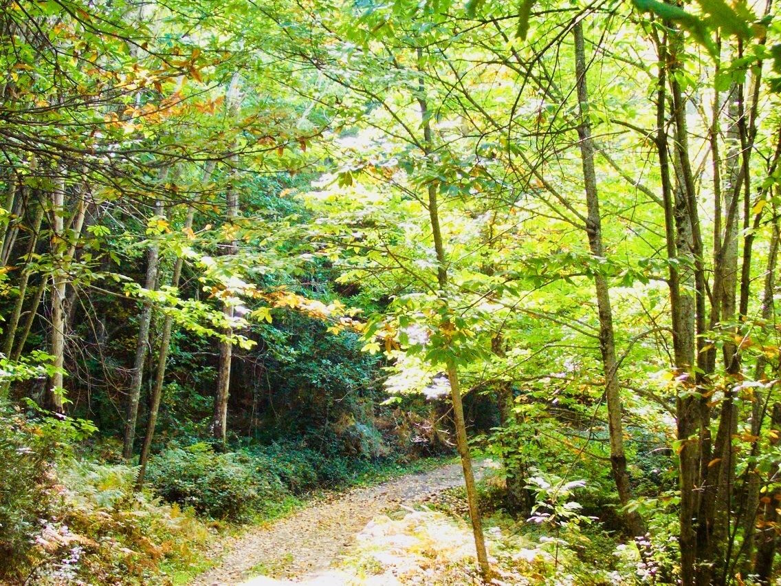 Un sendero arbolado con árboles y maleza densa.