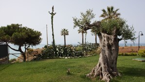 Een gazon met een grote boom, palmbomen en uitzicht op zee.