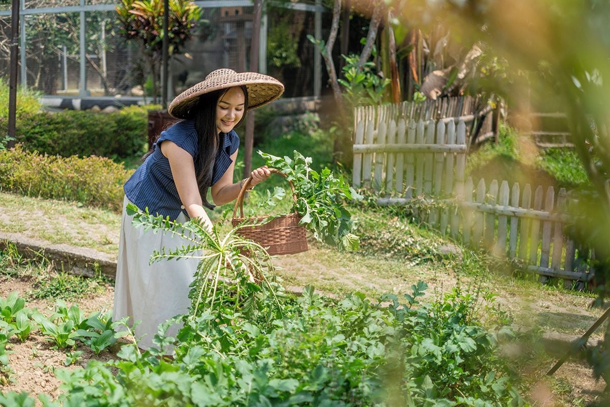 A person harvesting plants in a garden with a wooden fence and a basket.