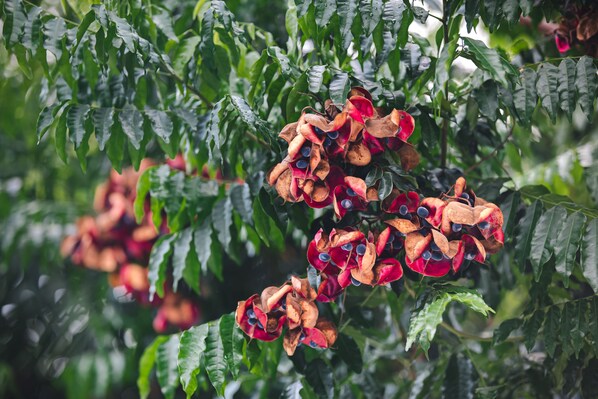 Clusters of red and brown seed pods on a tree with green leaves.