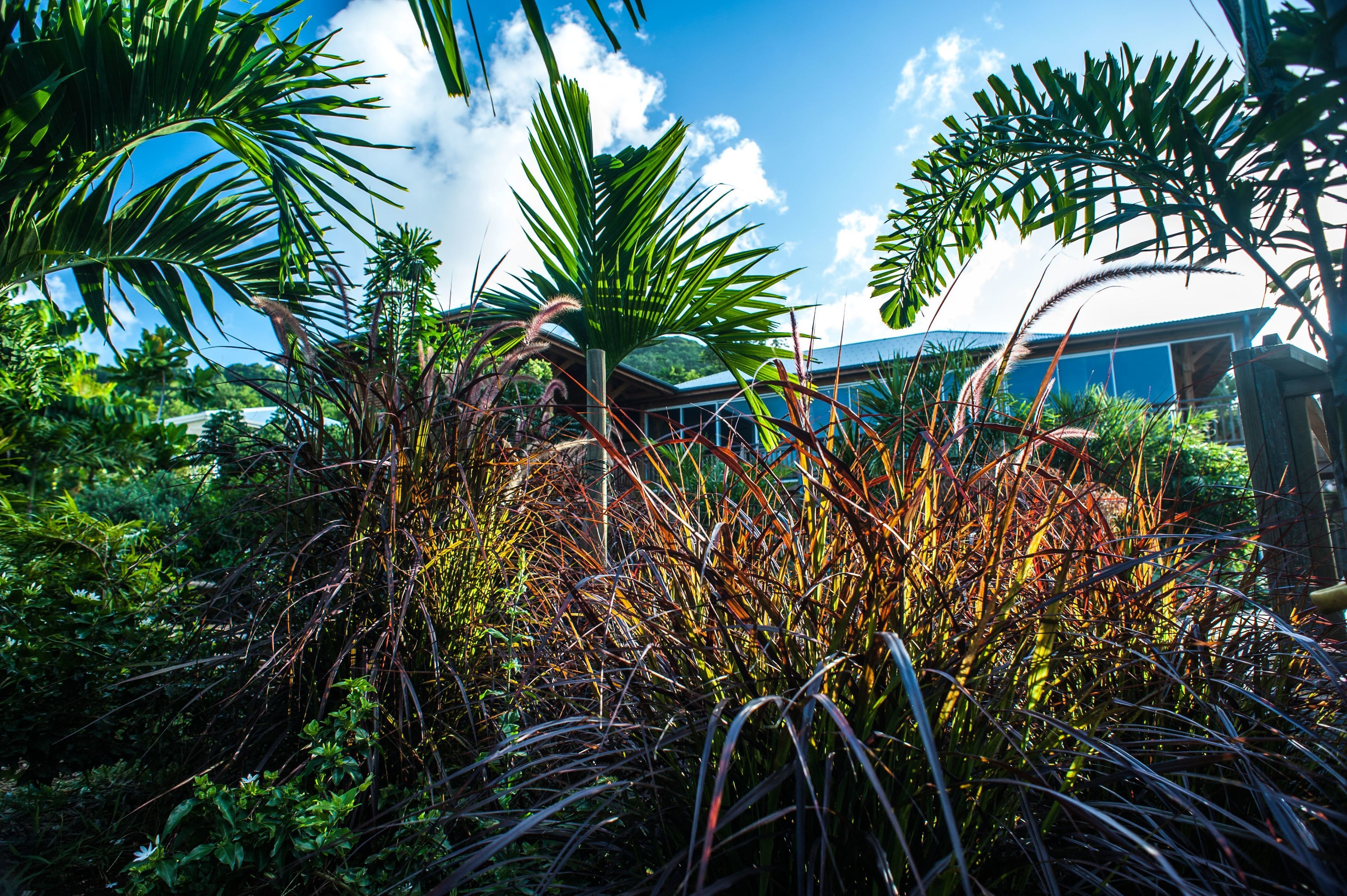 Un jardin luxuriant, avec une variété de plantes tropicales, et un bâtiment moderne en arrière-plan.