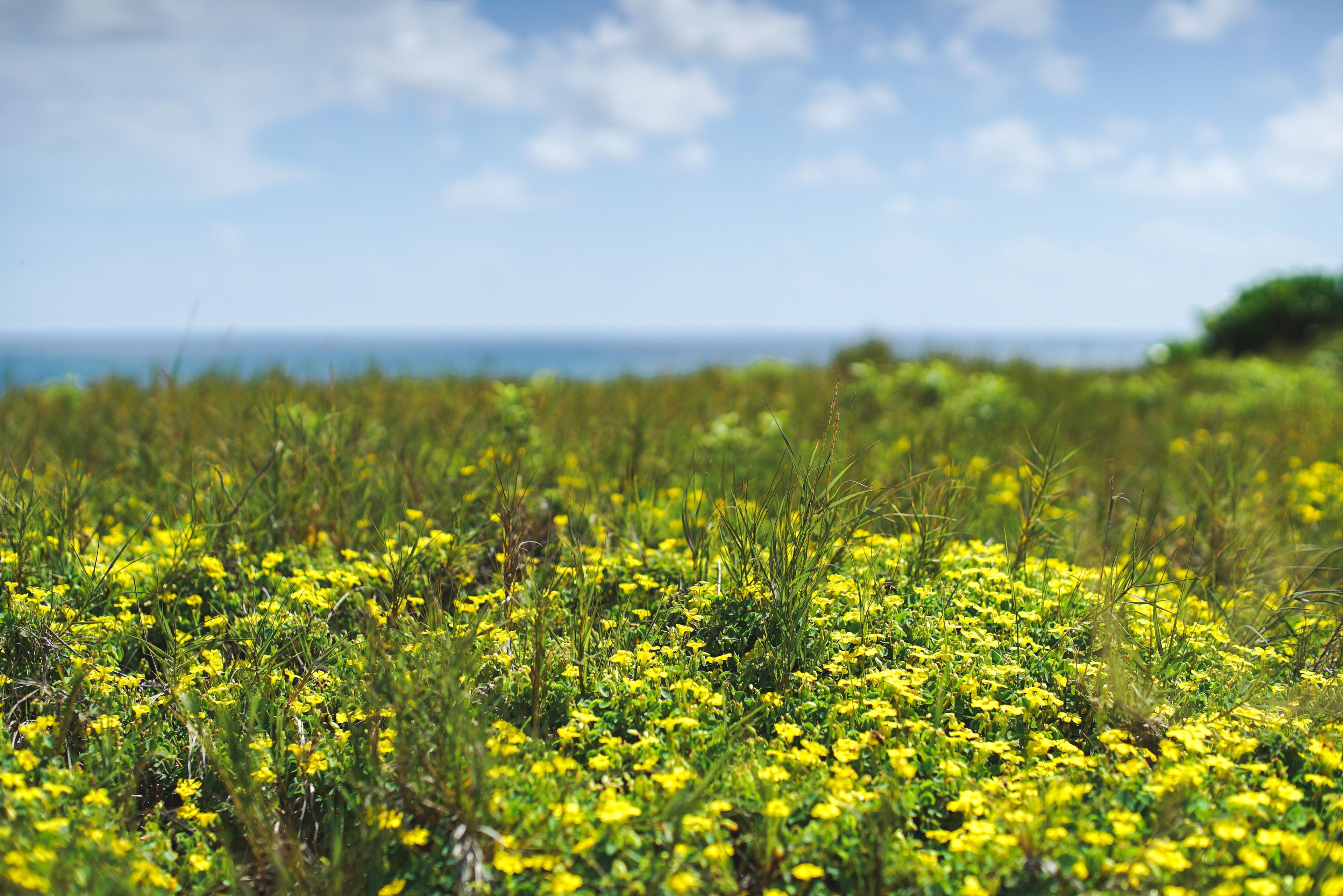 Ein Feld mit gelben Blumen, im Hintergrund der Ozean.
