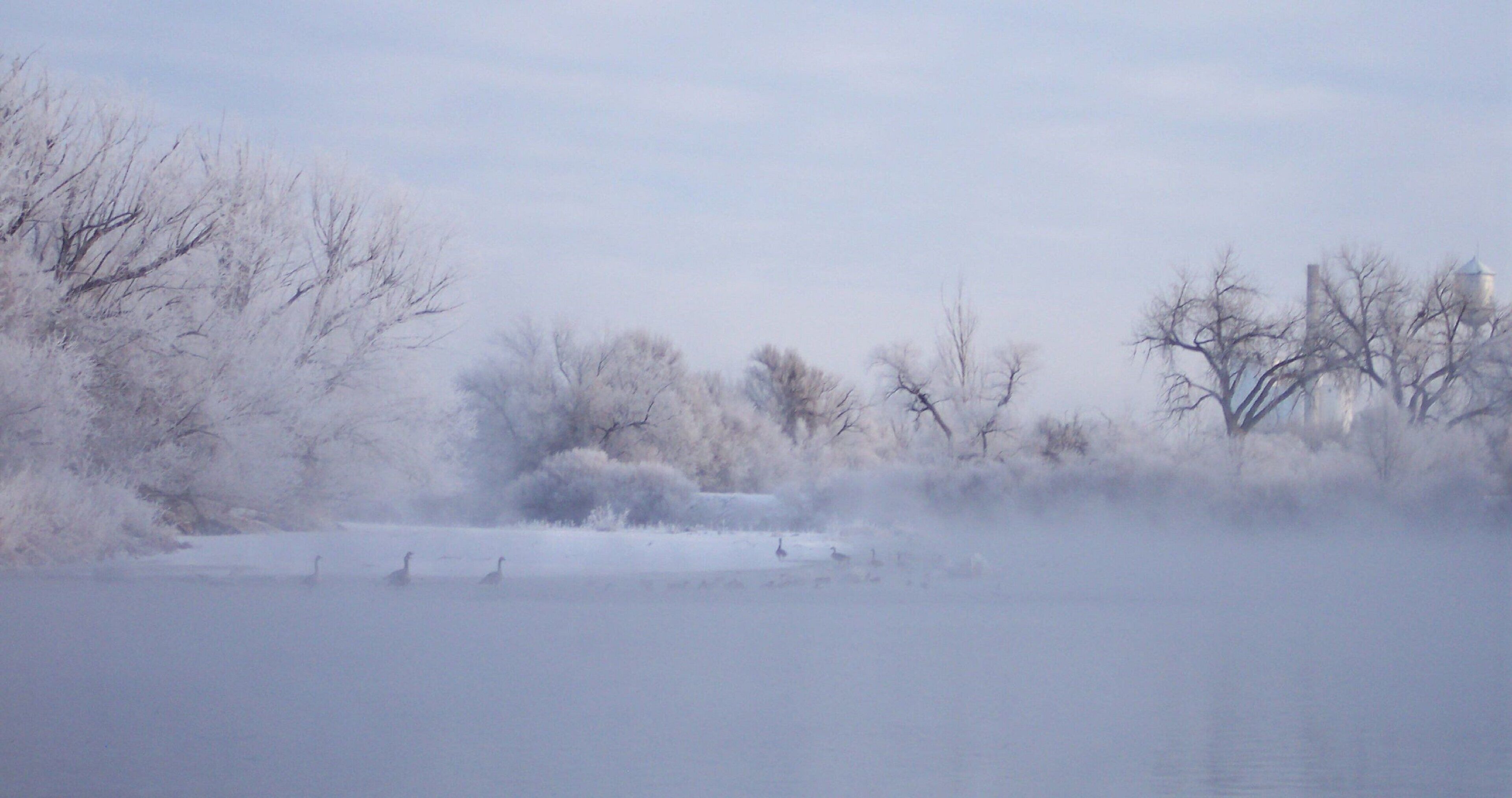A foggy landscape with trees and a body of water.