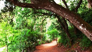 A forest path with a wooden railing on one side. - Torre di Renda (Piazza Armerina)