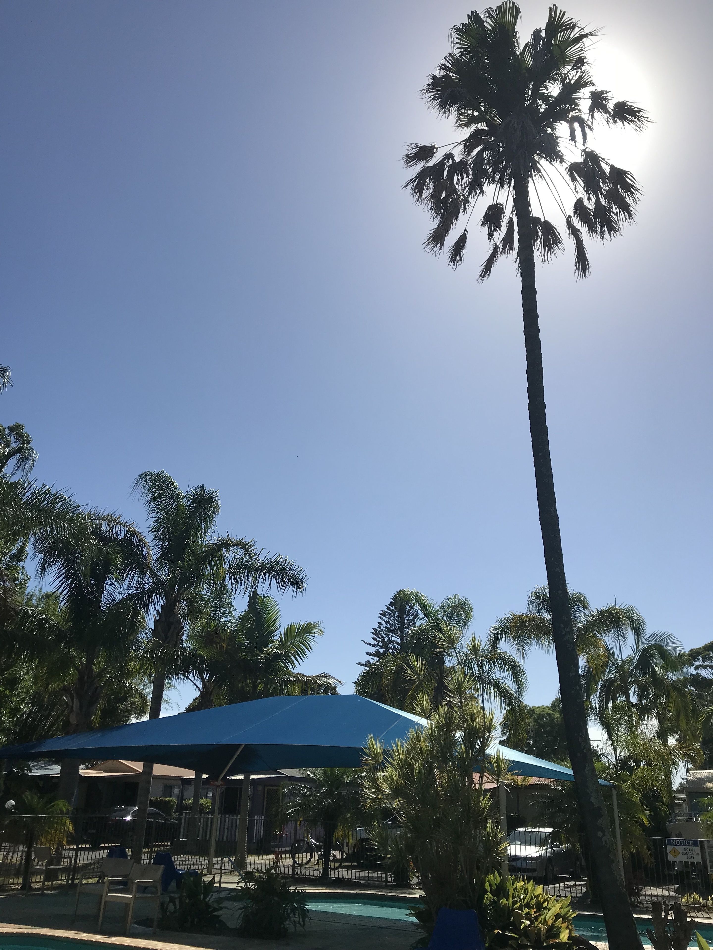 A sunny outdoor area with a pool, palm trees, and a blue-roofed structure.