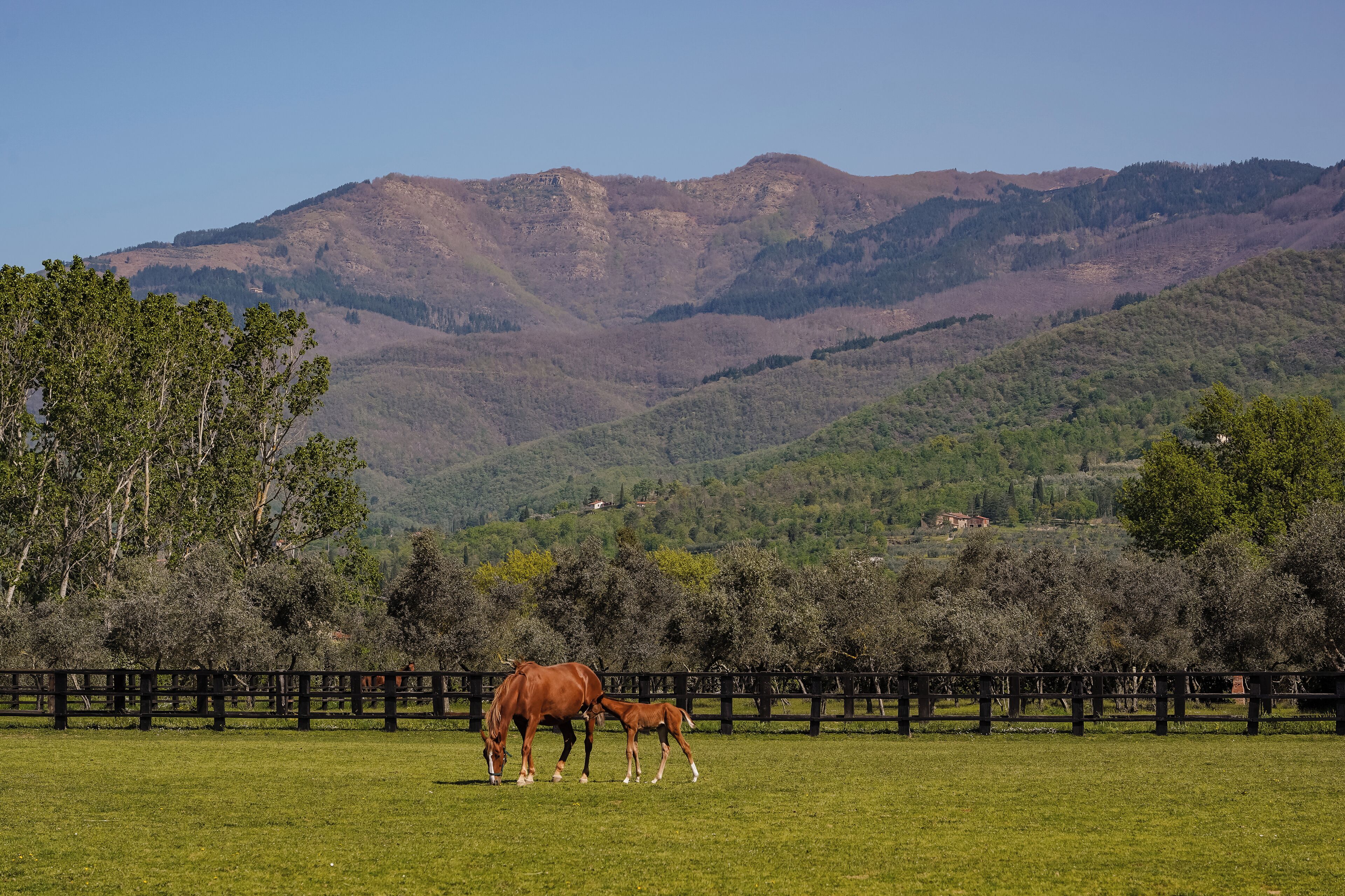 A fenced pasture with a horse and foal, surrounded by trees and hills in the background.