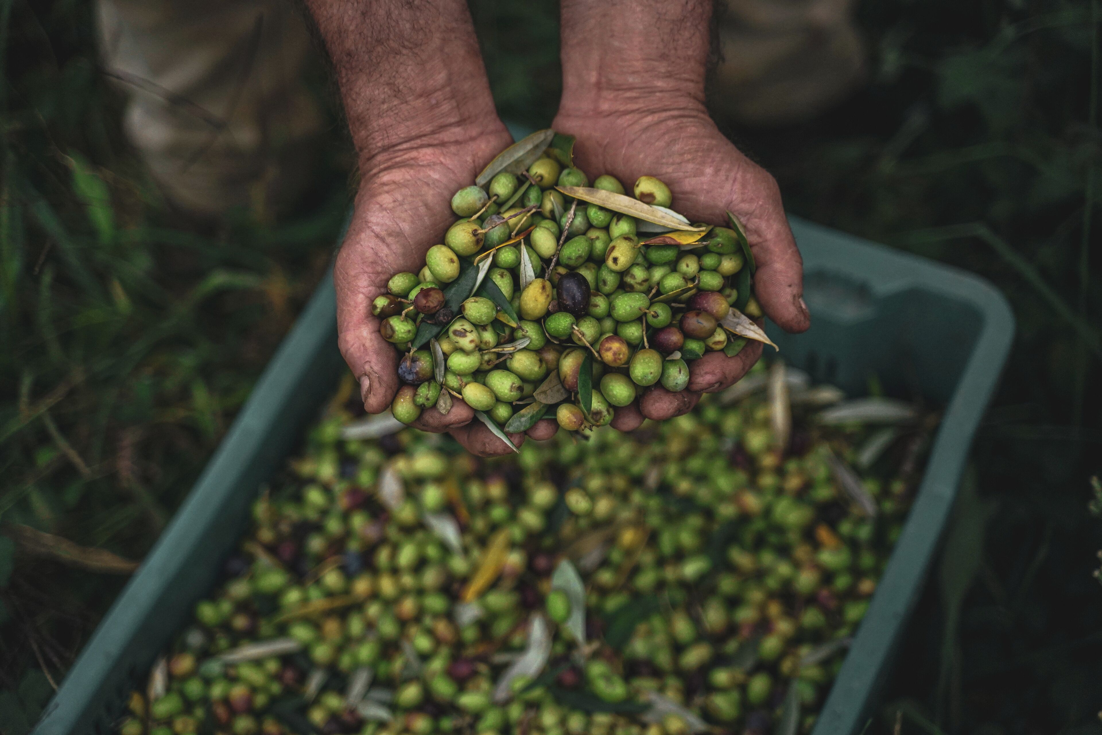 A person holding a pile of green and brown fruits with leaves, with more fruits in a container in the background.