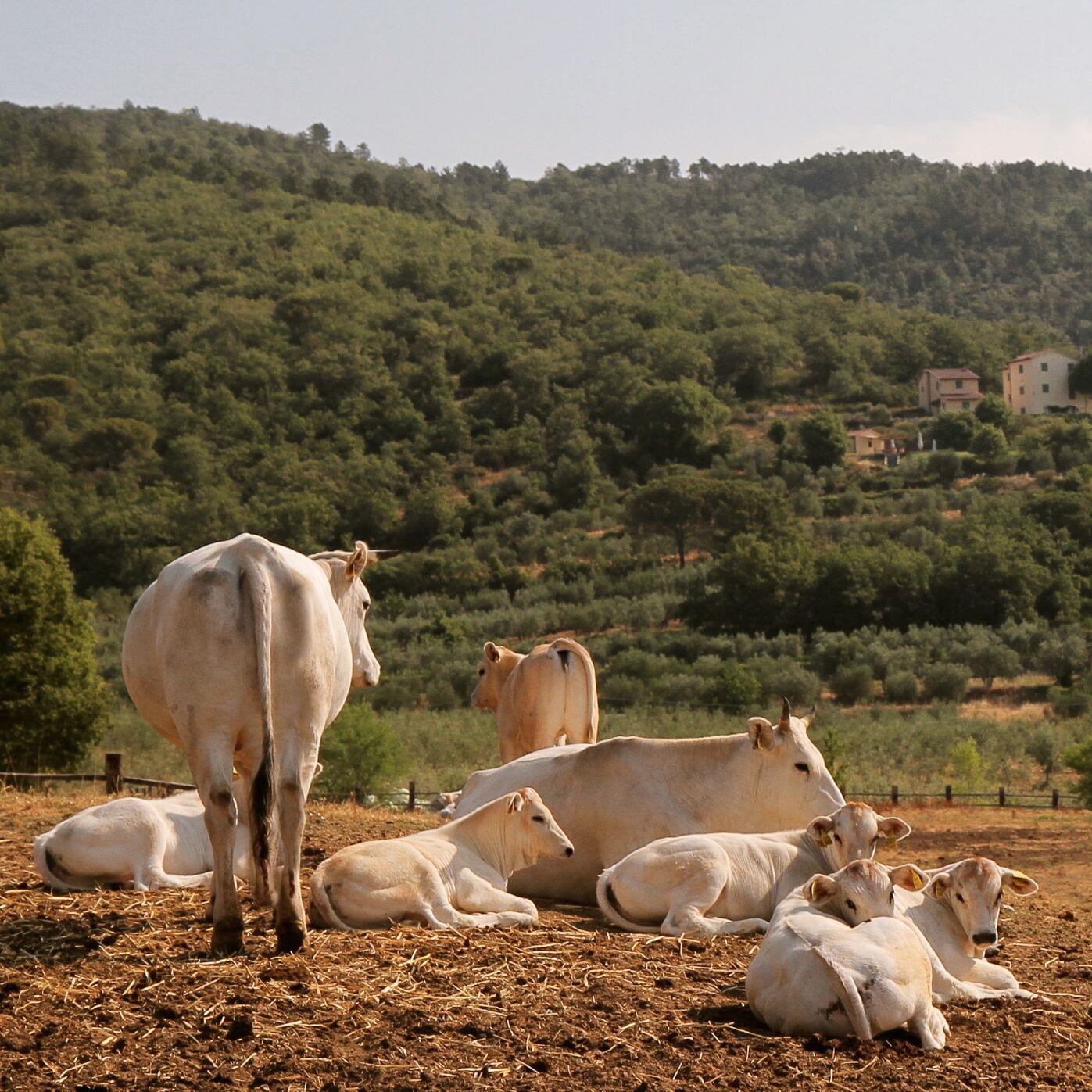 A rural landscape with a group of white cattle grazing and resting on a dirt field.