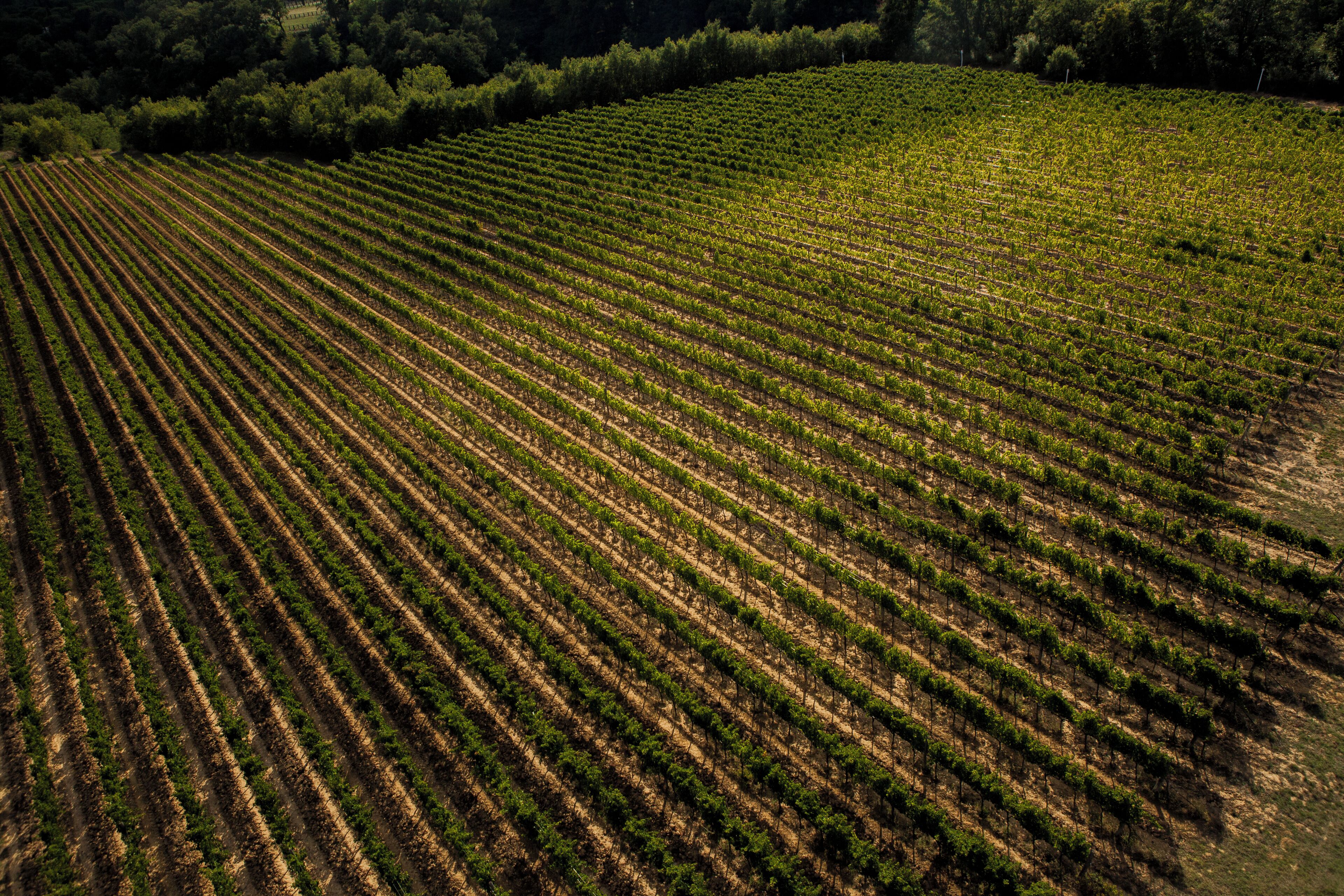A vineyard with rows of grapevines.