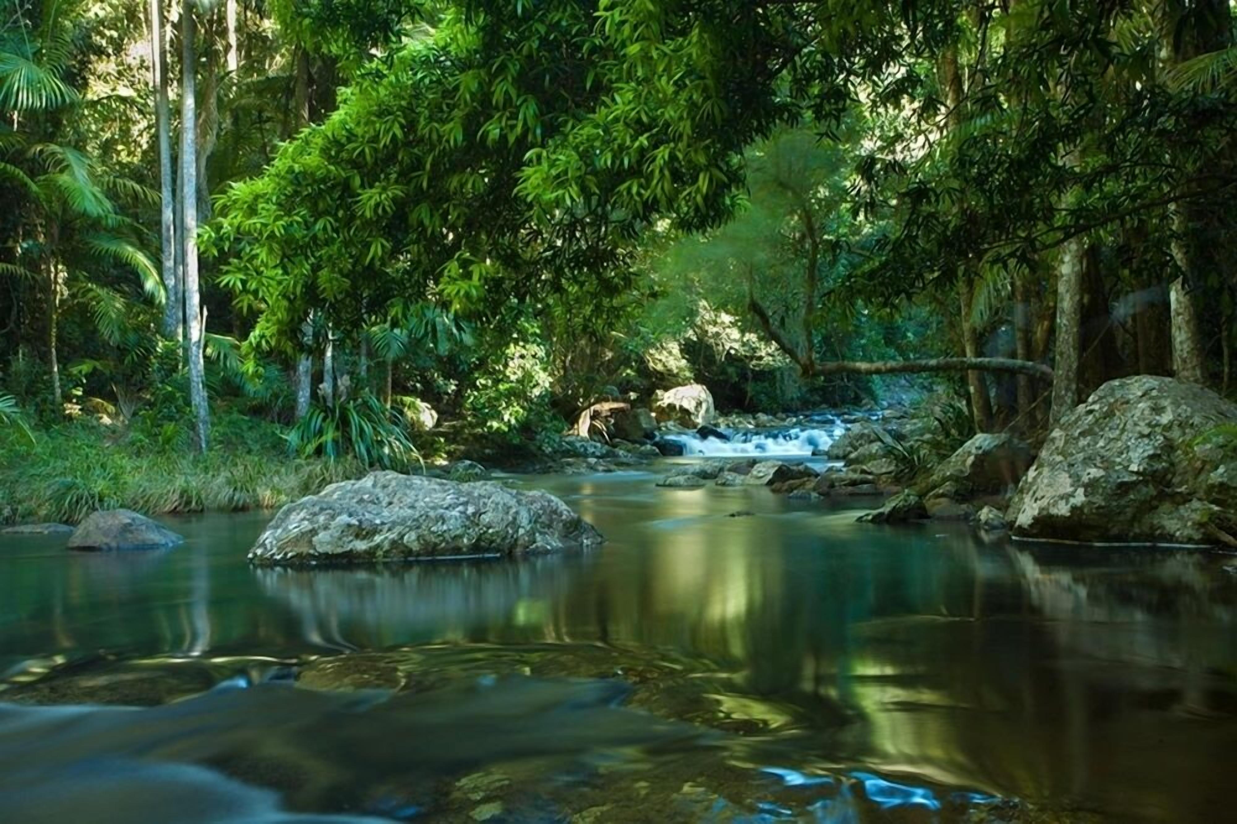 A serene forest stream with rocks and dense greenery.