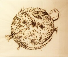 Un disegno dettagliato di un oggetto sferico con superficie ruvida, forse un'illustrazione scientifica.