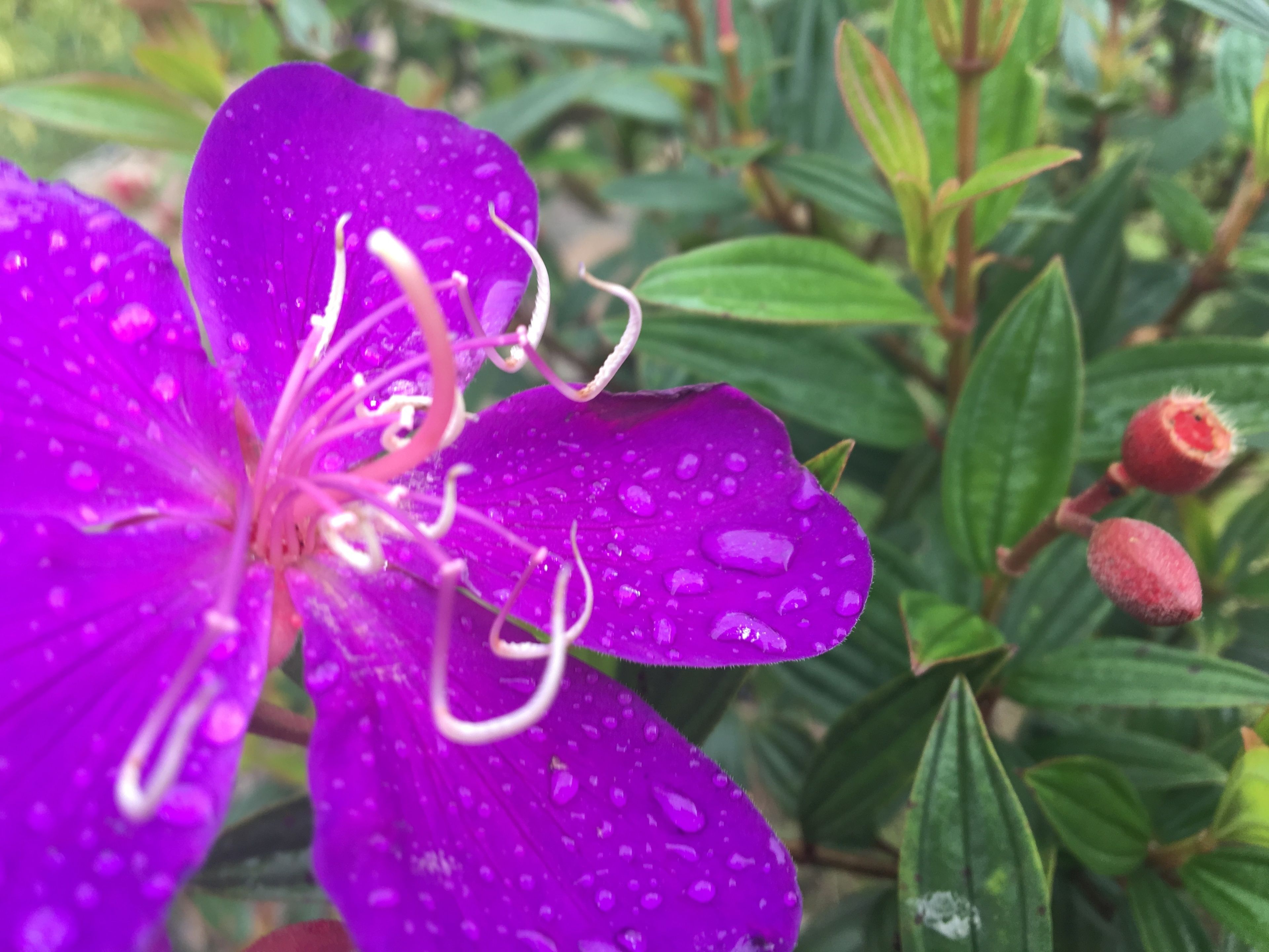 Eine violette Blume mit Wassertropfen, umgeben von grünen Blättern und einer roten Knospe.