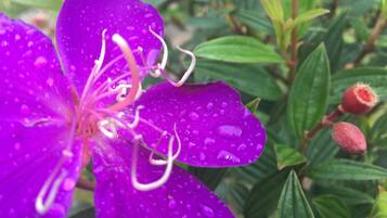 Eine violette Blume mit Wassertropfen, umgeben von grünen Blättern und einer roten Knospe.