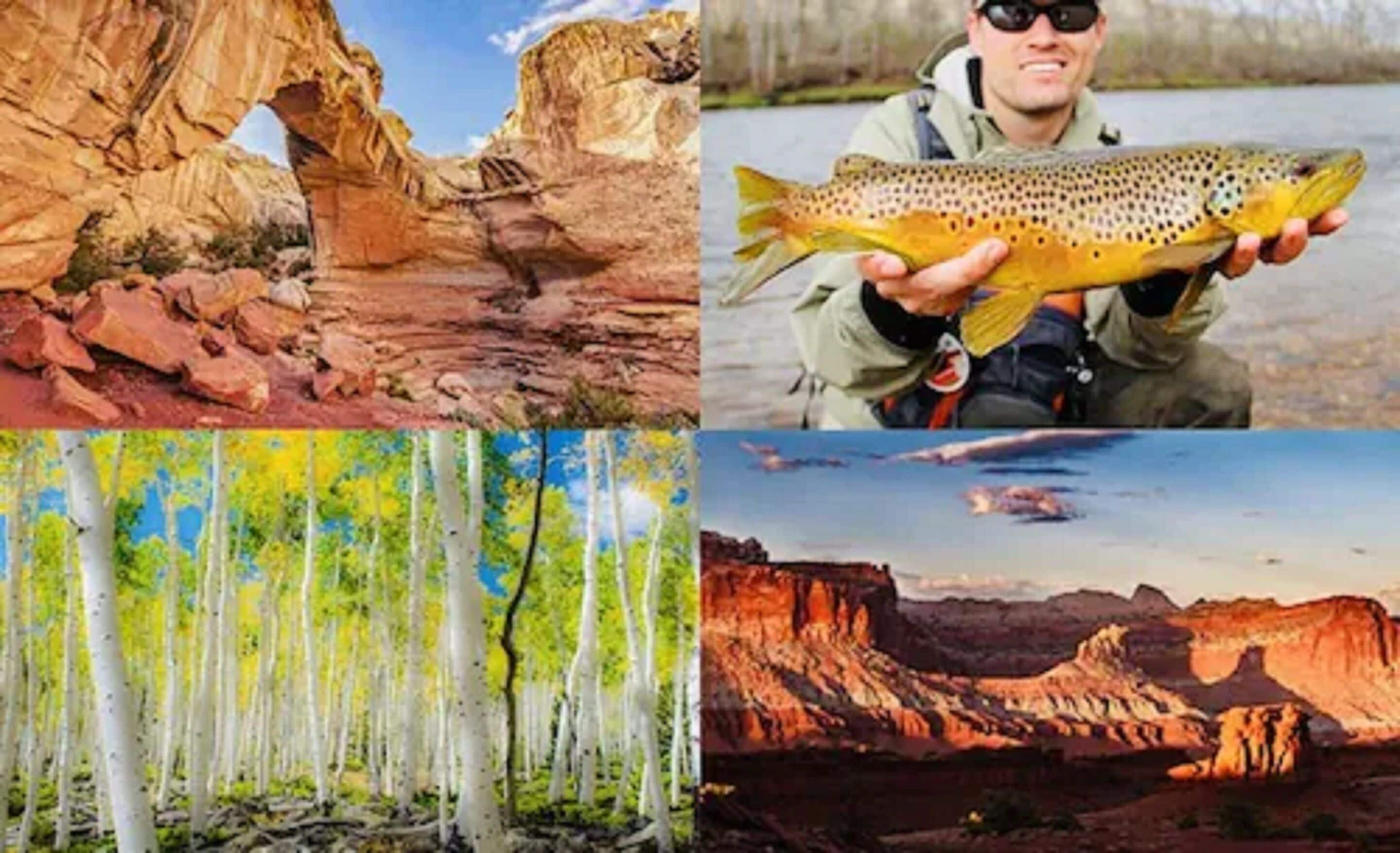 A collage of natural landscapes including a canyon, a forest, and a river scene.