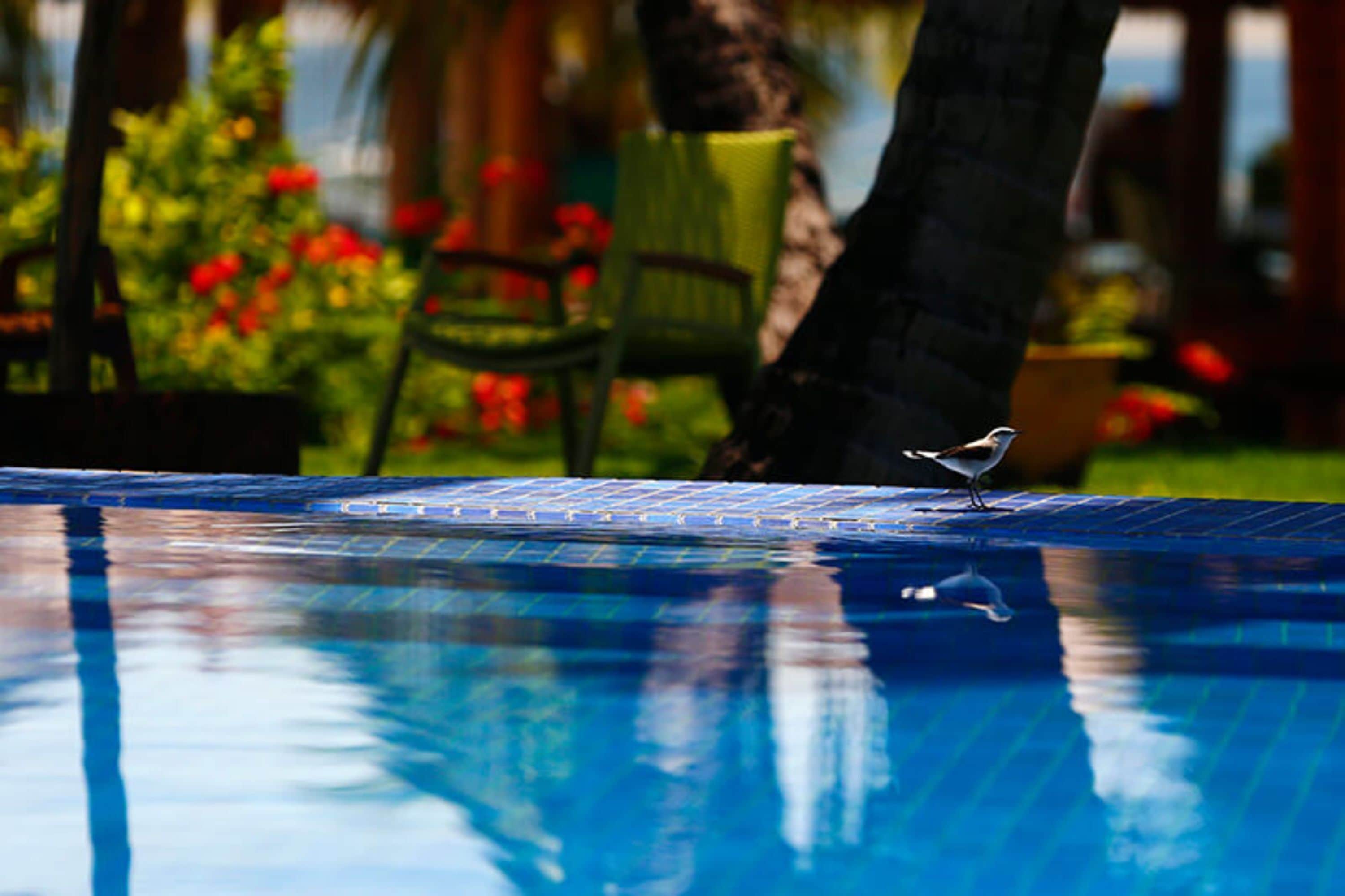 A bird standing on the edge of a pool with a reflection of a tree and chair in the water.