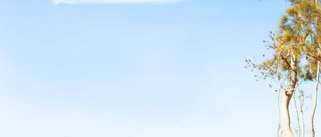 Outdoor pool, pool umbrellas, pool loungers