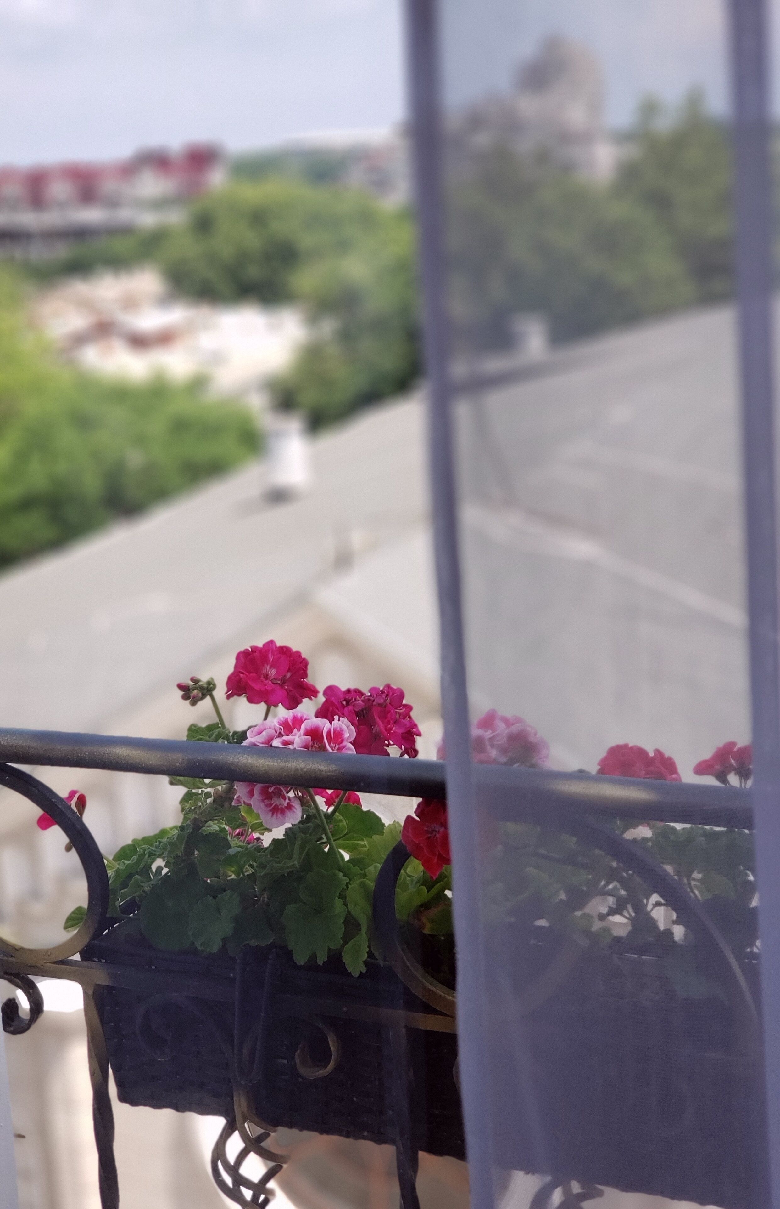 A balcony with a view of a road and greenery, featuring a flower pot with pink flowers.
