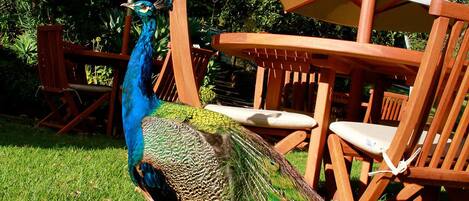 Un pavo real en un área con césped, sillas de madera y sombrillas.