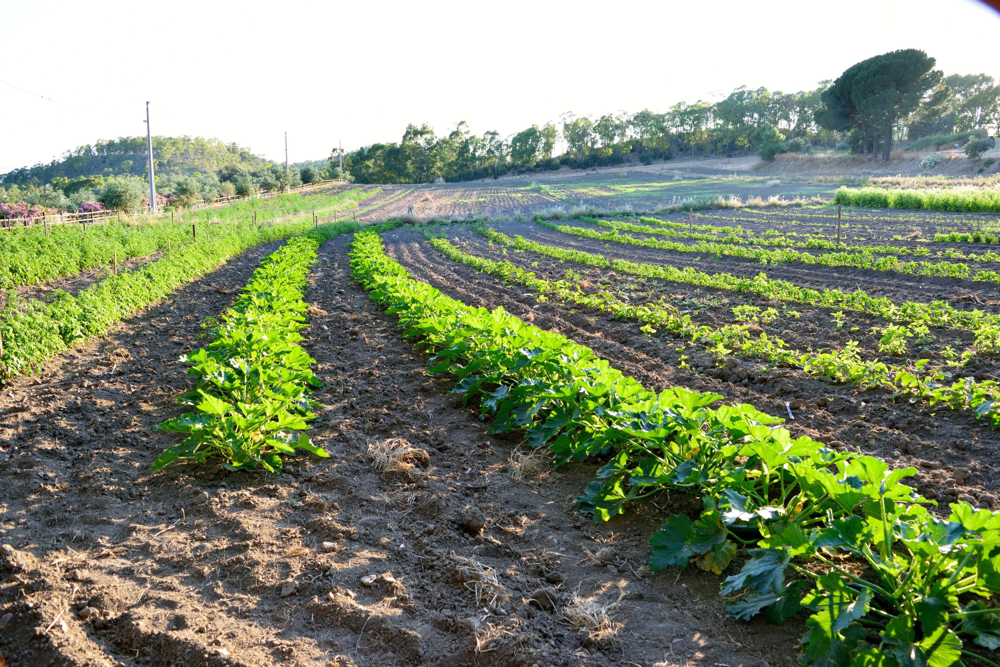 A field with rows of young plants, likely a vegetable garden, with a hilly landscape in the background.