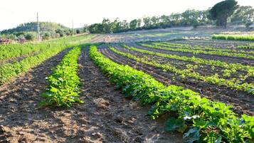 A field with rows of young plants, likely a vegetable garden, with a hilly landscape in the background.