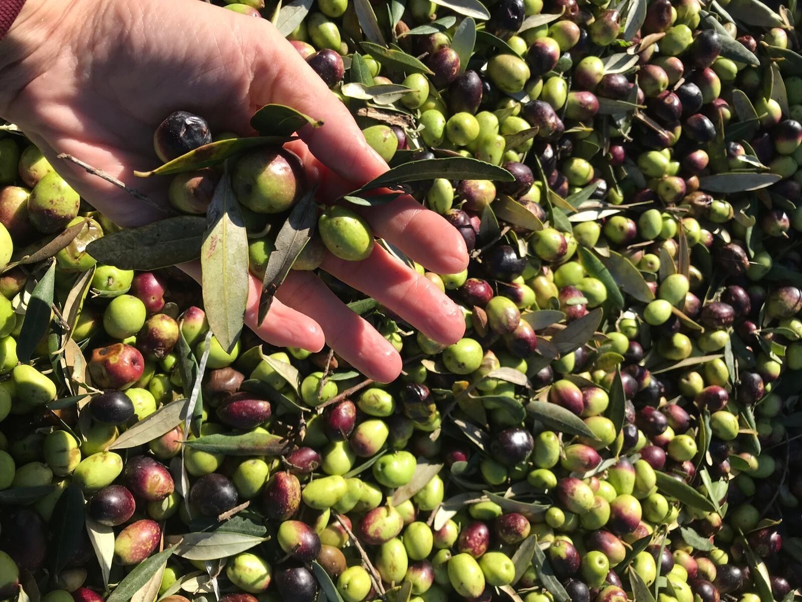 A hand picking olives from a tree.