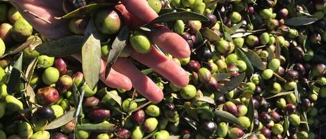 A hand picking olives from a tree.