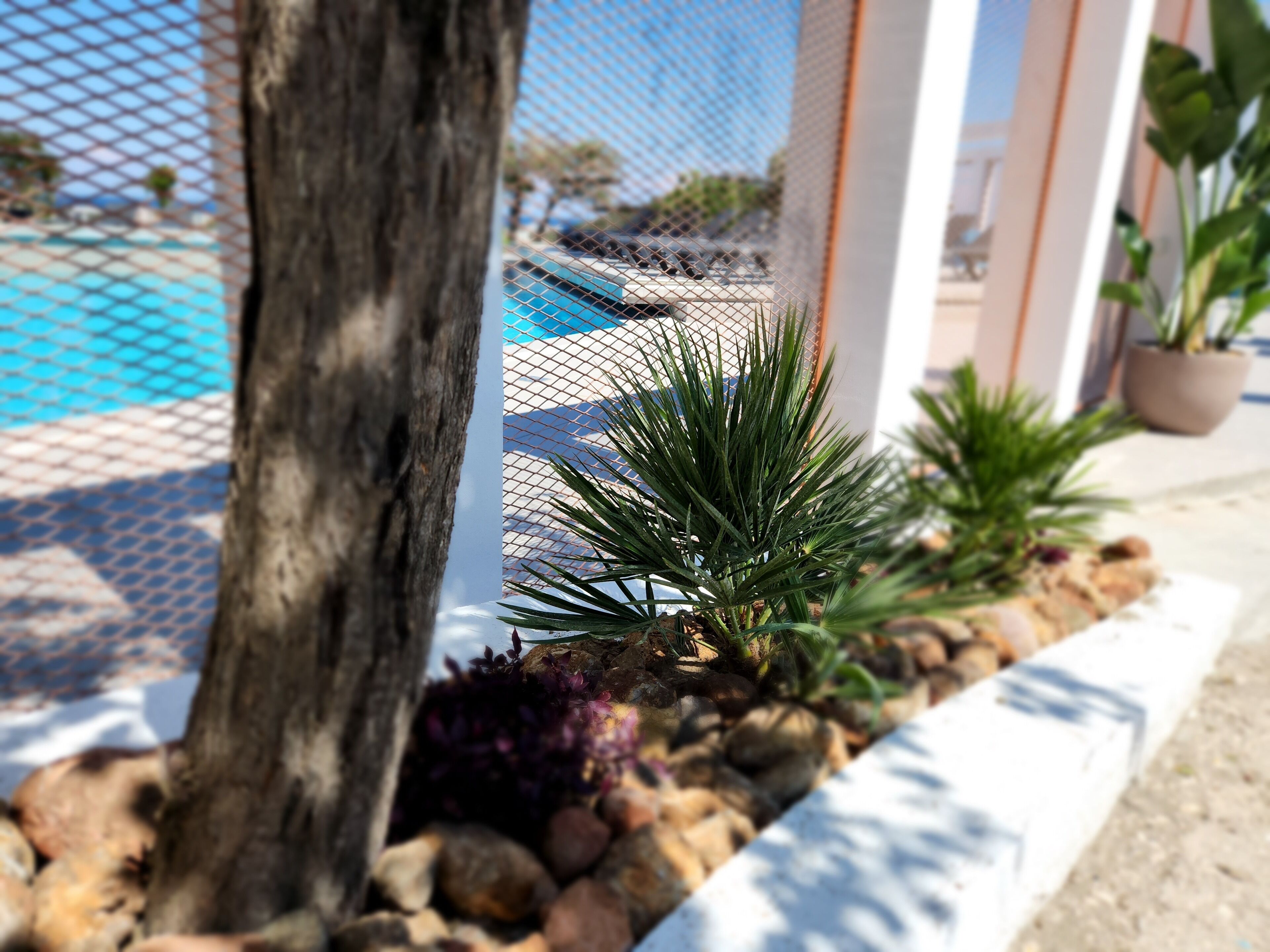 A pool area with a chain-link fence, a tree, and potted plants.
