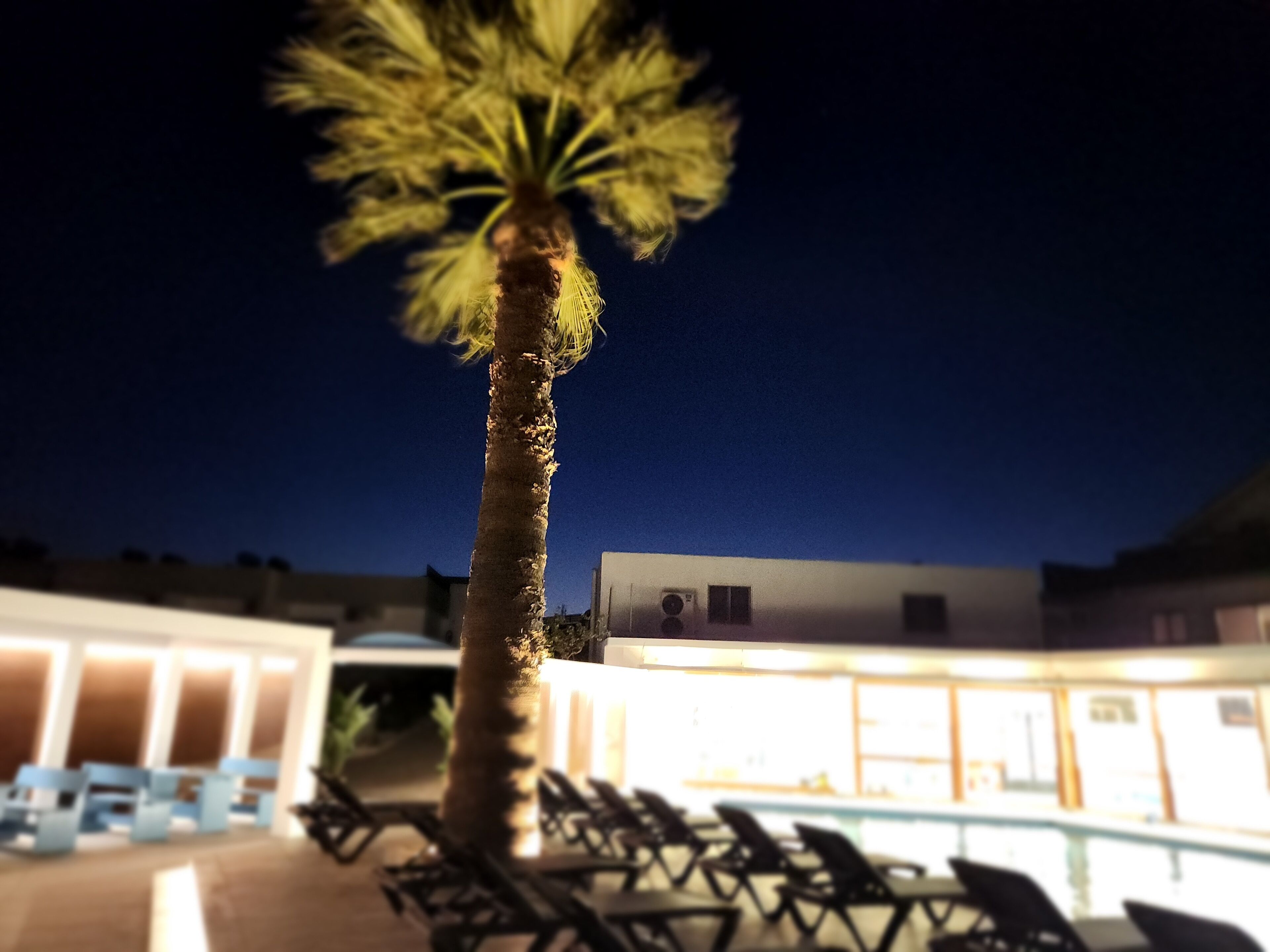 A palm tree in the foreground with a pool and lounge chairs in the background.