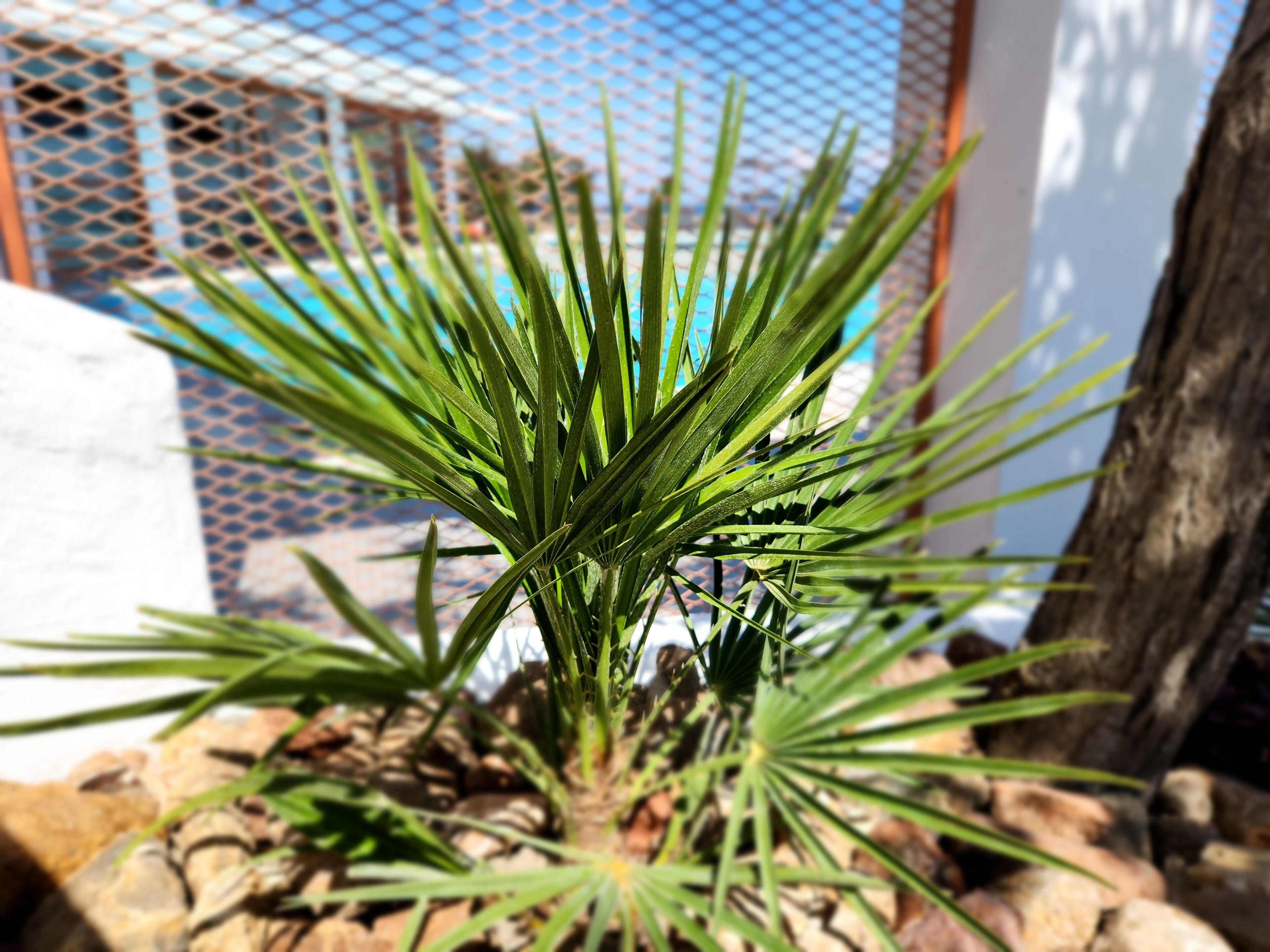 A plant with long, slender leaves in a pot, surrounded by rocks.