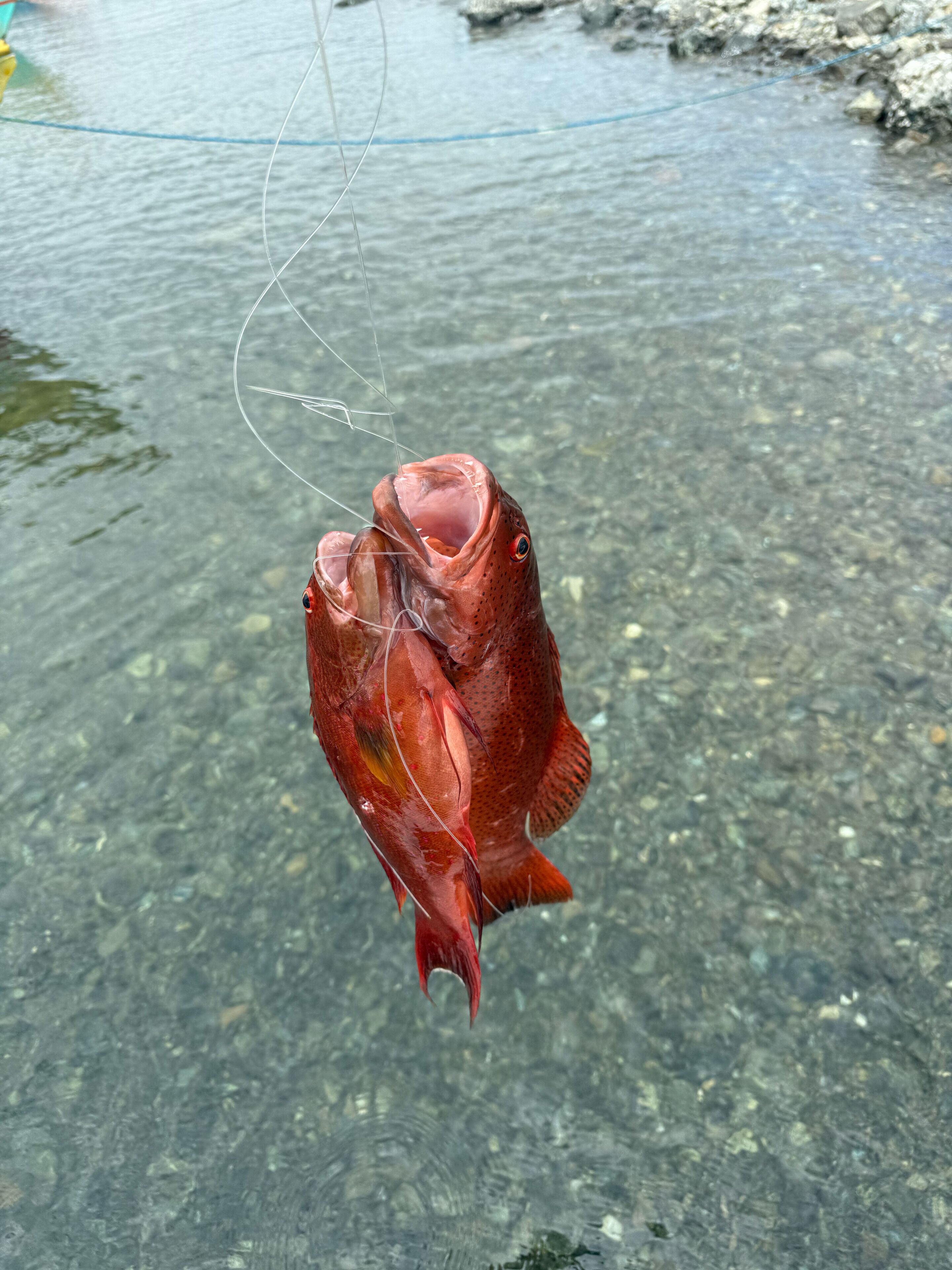 A fish held by a fishing line in clear water.